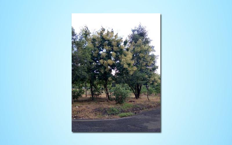 Day Temperature in my Wardha city